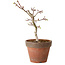 Acer palmatum Shishigashira, 26 cm, ± 12 años, con un nebari de 2,5 cm