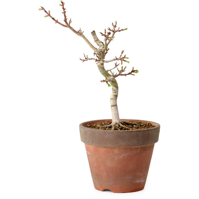 Acer palmatum Shishigashira, 26 cm, ± 12 Jahre alt, mit einem Wurzelhals von 2,5 cm