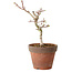 Acer palmatum Shishigashira, 26 cm, ± 12 jaar oud, met een nebari van 2,5 cm
