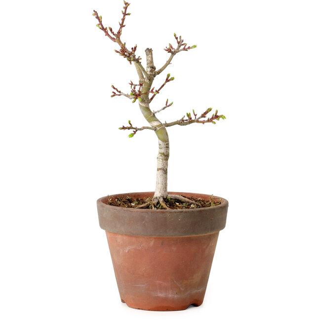 Acer palmatum Shishigashira, 26 cm, ± 12 años, con un nebari de 2,5 cm