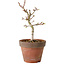 Acer palmatum Shishigashira, 26 cm, ± 12 anni, con nebari di 2,5 cm