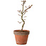 Acer palmatum Shishigashira, 34 cm, ± 12 Jahre alt, mit einem Wurzelhals von 2,5 cm