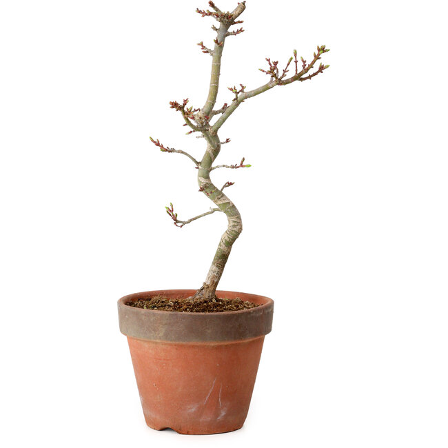 Acer palmatum Shishigashira, 34 cm, ± 12 jaar oud, met een nebari van 2,5 cm
