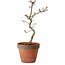 Acer palmatum Shishigashira, 34 cm, ± 12 ans, avec un nebari de 2,5 cm