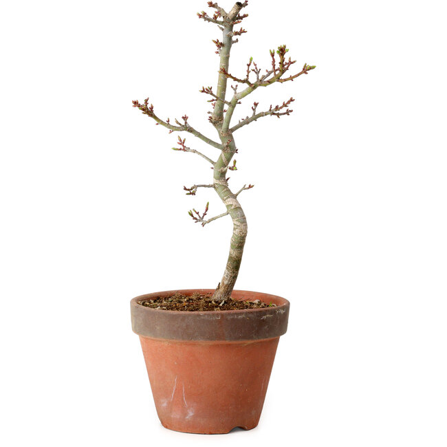 Acer palmatum Shishigashira, 34 cm, ± 12 años, con un nebari de 2,5 cm