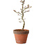 Acer palmatum Shishigashira, 34 cm, ± 12 anni, con nebari di 2,5 cm