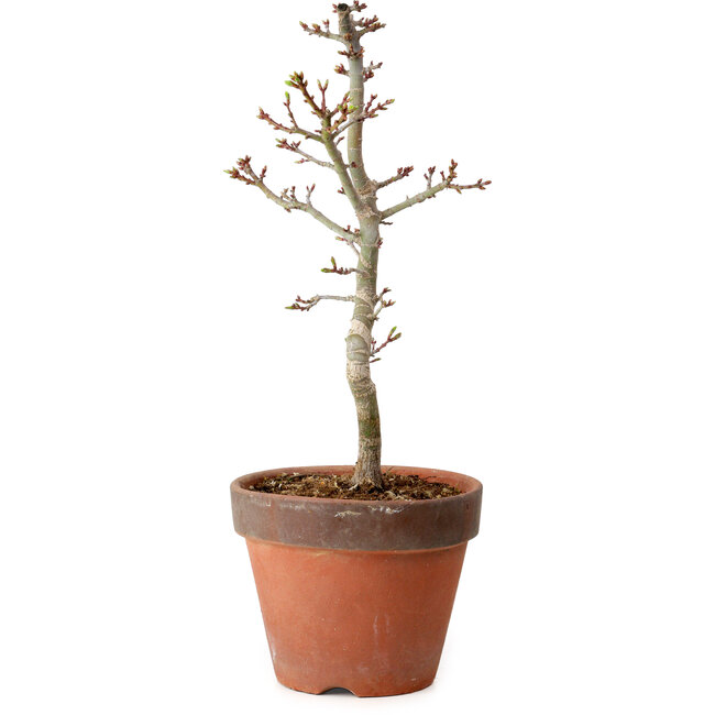 Acer palmatum Shishigashira, 34 cm, ± 12 jaar oud, met een nebari van 2,5 cm