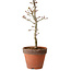 Acer palmatum Shishigashira, 34 cm, ± 12 ans, avec un nebari de 2,5 cm