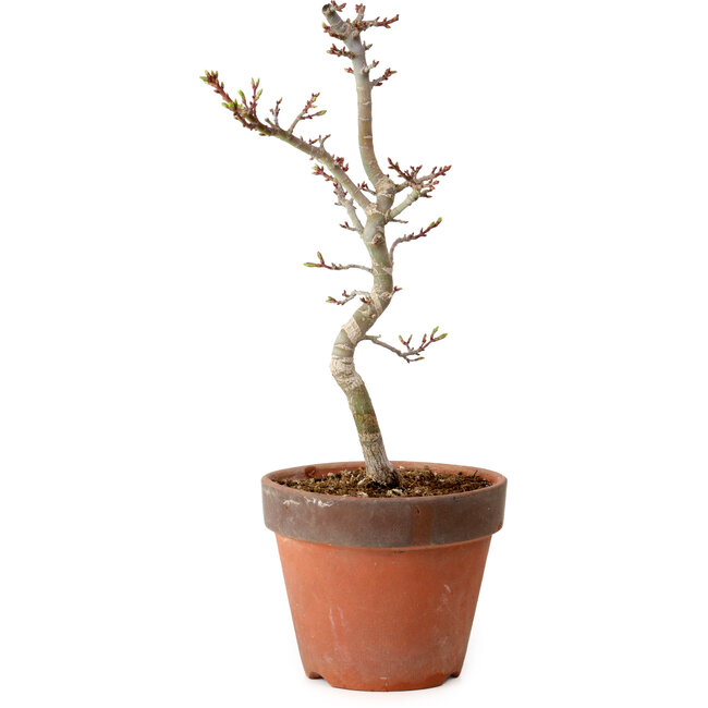 Acer palmatum Shishigashira, 34 cm, ± 12 Jahre alt, mit einem Wurzelhals von 2,5 cm
