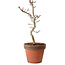 Acer palmatum Shishigashira, 34 cm, ± 12 anni, con nebari di 2,5 cm