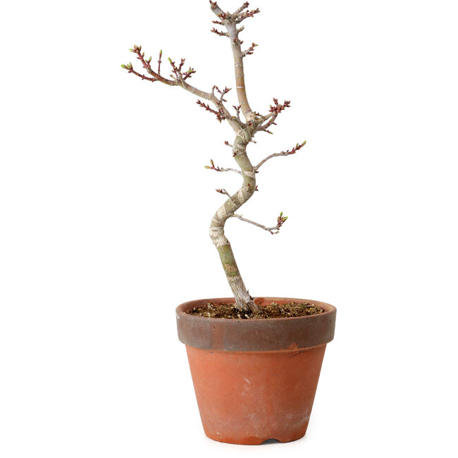 Acer palmatum Shishigashira, 34 cm, ± 12 años, con un nebari de 2,5 cm