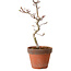 Acer palmatum Shishigashira, 34 cm, ± 12 años, con un nebari de 2,5 cm