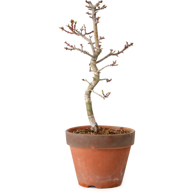 Acer palmatum Shishigashira, 34 cm, ± 12 Jahre alt, mit einem Wurzelhals von 2,5 cm