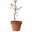Acer palmatum Shishigashira, 34 cm, ± 12 ans, avec un nebari de 2,5 cm