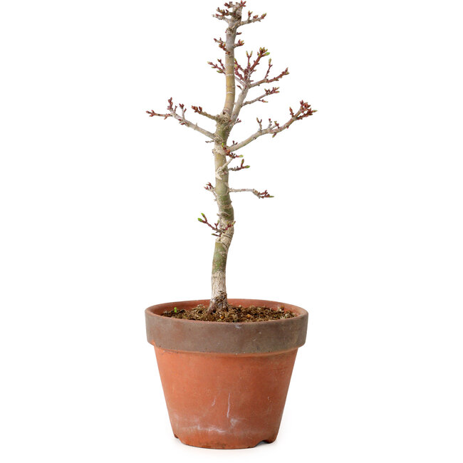 Acer palmatum Shishigashira, 34 cm, ± 12 Jahre alt, mit einem Wurzelhals von 2,5 cm