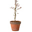 Acer palmatum Shishigashira, 34 cm, ± 12 anni, con nebari di 2,5 cm