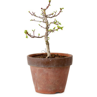 Acer palmatum Shishigashira, 34 cm, ± 12 ans