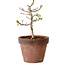 Acer palmatum Shishigashira, 34 cm, ± 12 anni, con nebari di 2,5 cm