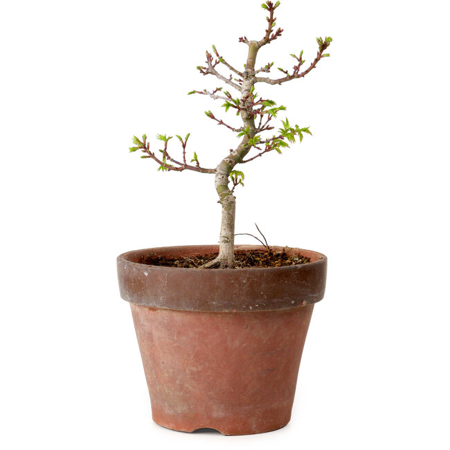 Acer palmatum Shishigashira, 34 cm, ± 12 years old, with a nebari of 2,5 cm