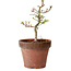 Acer palmatum Shishigashira, 34 cm, ± 12 años, con un nebari de 2,5 cm