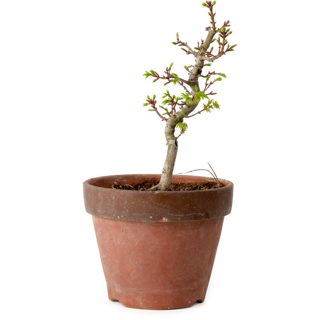 Acer palmatum Shishigashira, 34 cm, ± 12 years old, with a nebari of 2,5 cm