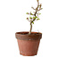Acer palmatum Shishigashira, 34 cm, ± 12 años, con un nebari de 2,5 cm