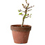 Acer palmatum Shishigashira, 34 cm, ± 12 years old, with a nebari of 2,5 cm