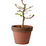 Acer palmatum Shishigashira, 34 cm, ± 12 años, con un nebari de 2,5 cm