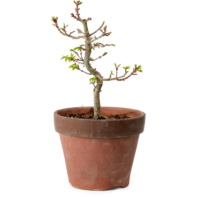 Acer palmatum Shishigashira, 34 cm, ± 12 años, con un nebari de 2,5 cm