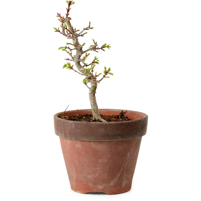 Acer palmatum Shishigashira, 34 cm, ± 12 years old, with a nebari of 2,5 cm