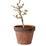 Acer palmatum Shishigashira, 34 cm, ± 12 Jahre alt, mit einem Wurzelhals von 2,5 cm