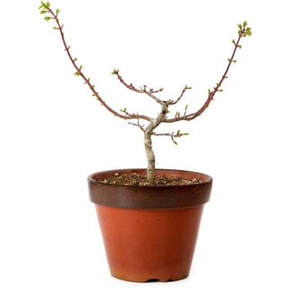 Acer palmatum Shishigashira, 28 cm, ± 12 años