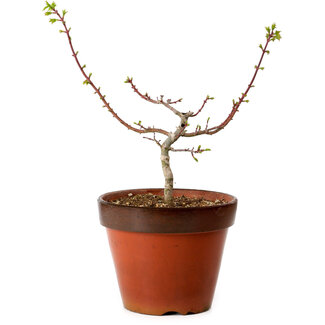 Acer palmatum Shishigashira, 28 cm, ± 12 ans