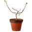 Acer palmatum Shishigashira, 28 cm, ± 12 anni, con nebari di 2,5 cm