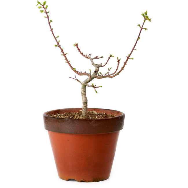 Acer palmatum Shishigashira, 28 cm, ± 12 años, con un nebari de 2,5 cm