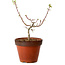 Acer palmatum Shishigashira, 28 cm, ± 12 años, con un nebari de 2,5 cm
