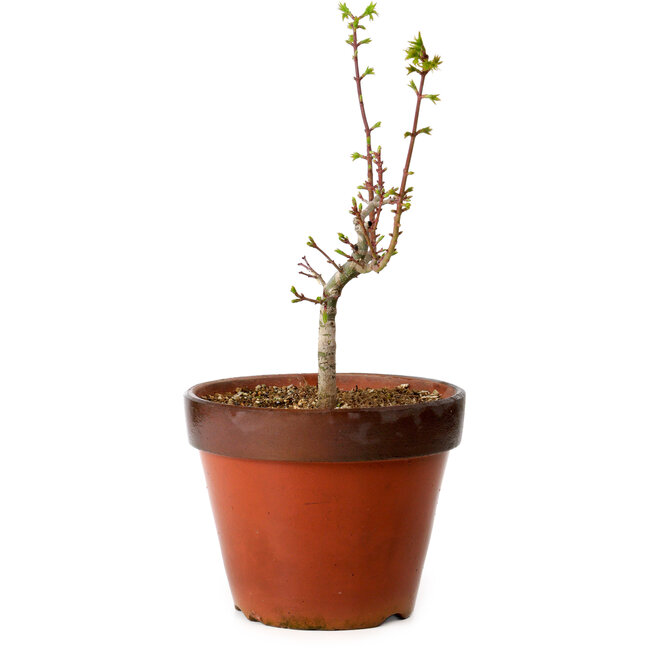 Acer palmatum Shishigashira, 28 cm, ± 12 Jahre alt, mit einem Wurzelhals von 2,5 cm