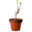Acer palmatum Shishigashira, 28 cm, ± 12 years old, with a nebari of 2,5 cm