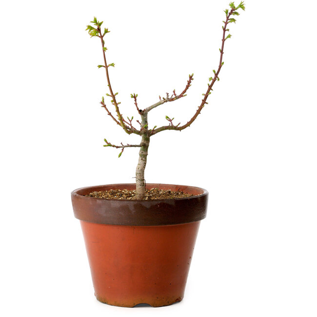 Acer palmatum Shishigashira, 28 cm, ± 12 años, con un nebari de 2,5 cm