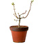 Acer palmatum Shishigashira, 28 cm, ± 12 anni, con nebari di 2,5 cm