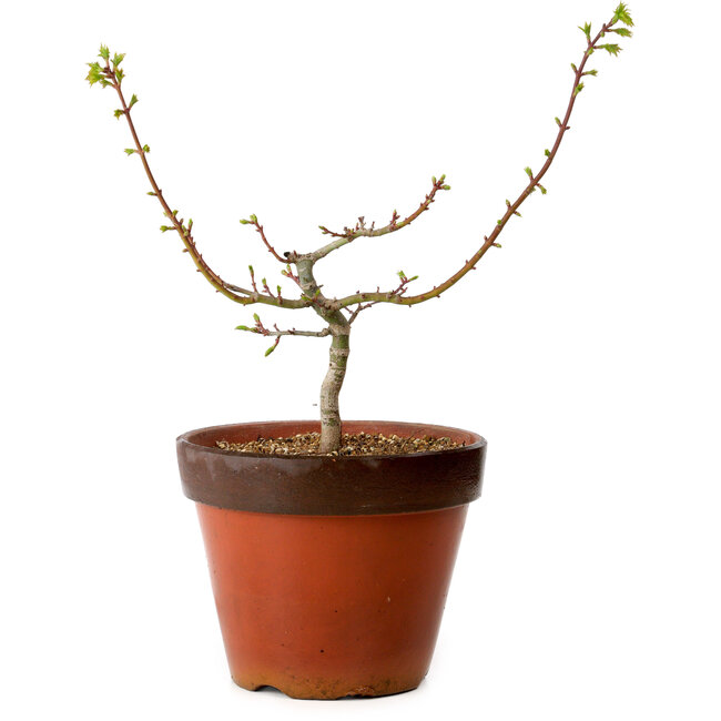 Acer palmatum Shishigashira, 28 cm, ± 12 anni, con nebari di 2,5 cm