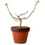 Acer palmatum Shishigashira, 28 cm, ± 12 años, con un nebari de 2,5 cm