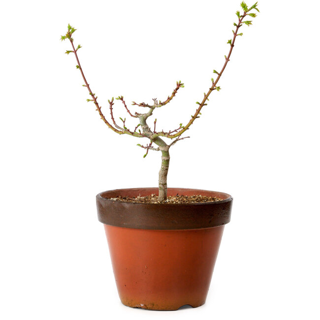 Acer palmatum Shishigashira, 28 cm, ± 12 años, con un nebari de 2,5 cm