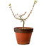 Acer palmatum Shishigashira, 28 cm, ± 12 anni, con nebari di 2,5 cm