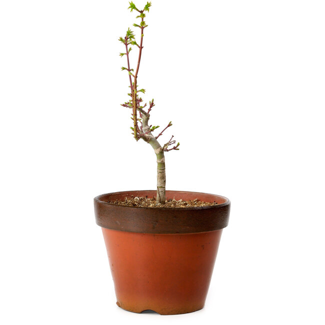 Acer palmatum Shishigashira, 28 cm, ± 12 anni, con nebari di 2,5 cm