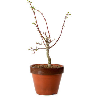Acer palmatum Shishigashira, 44 cm, ± 12 anni