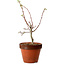 Acer palmatum Shishigashira, 44 cm, ± 12 anni, con nebari di 2,5 cm