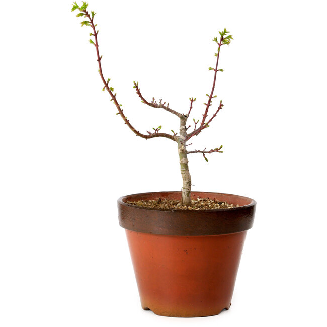 Acer palmatum Shishigashira, 28 cm, ± 12 anni, con nebari di 2,5 cm