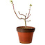 Acer palmatum Shishigashira, 28 cm, ± 12 years old, with a nebari of 2,5 cm