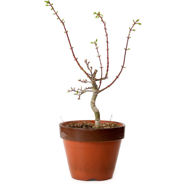 Acer palmatum Shishigashira, 44 cm, ± 12 anni, con nebari di 2,5 cm